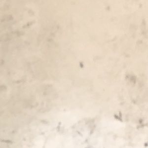 Meet your Posher, Jaylen